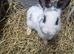English spot rabbits ready now 8 weeks old
