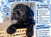 Kc Labrador puppies