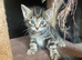Kittens for sale