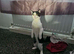 1 year  old male cat