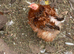 Millefleur Pekin bantam chickens