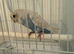 Beautiful Male Blue and White Baby Budgie