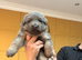 Blue & Tan GSD