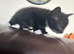 7 week kitten
