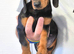 Four beautiful dachshund puppies
