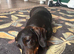 4 year old female dachshund