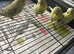 4 baby budgies
