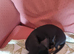 Dachshund x