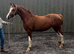 Registered welsh C 2yo filly show quality