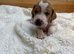 Pointer puppies/ Working & Champion Bloodlines