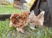 Pekin girls different colours