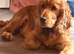 Cocker spaniel 16 Months old.