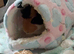 2 male guinea pigs 6 months old