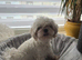 Korean malteze girl verry small4 year old