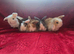 5 stunning babys ready to leave NOW
