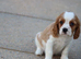 PLAYFUL CAVALIER X PUG PUPPIES FOR SALE