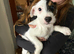 Beautiful Jack Russel Puppies
