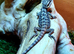 Baby citrus bearded dragons