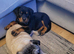 12 week old rottweiler puppy