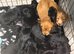 Gorgeous Show Type Cocker Pups