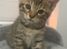 Adorable kittens looking for a loving home