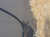 Chinese button quail unsexed