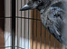 Jack daw (young bird)