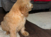 Cockapoo