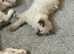 Beautiful ragdoll kittens