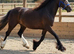 Outstanding chocolate dun 2yr filly