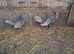 Silver seabright.....female only