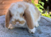 Gorgeous mixed litter of mini lops