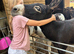 Donkey pair