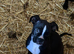 Last girl! take home Boxer x Boston terrier. Aka mini boxer quick sale