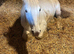 Cob X mare
