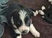 border collie puppies