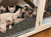 Siamese kittens