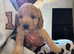 F1 mini golden doodles 2 boys available