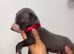 Blue kc whippet puppies