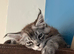 Maine Coon female kitten