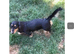 Stunning long haired dachshund puppy black and cream Only 1 left !