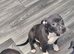 Staffy X pups for sale