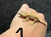 12 x crested gecko babies