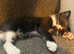 8 weeks old kittens