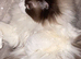 2 year old pure ragdoll female