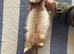 Pedigree Semi angora Choclate & self black  hob kit for sale
