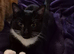 1 year old cat