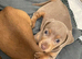 Dachshund
