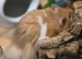 4 month old male long haired syrian hamster