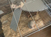 2 brothers dumbo rats and cage